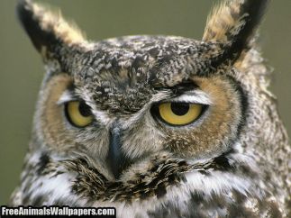 Because owls say "Who".And this one is making a dapper face.